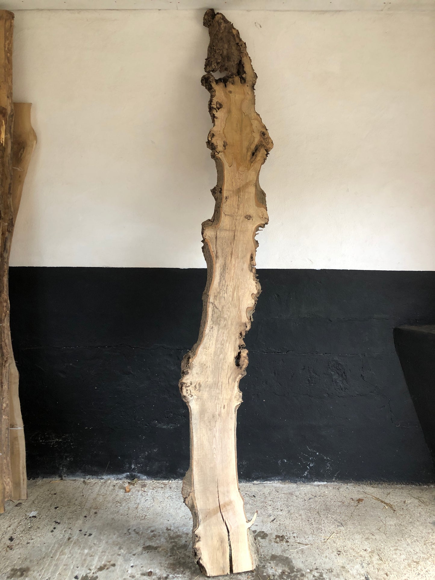 3.05m slim slab / board of spalted English Ash. Item A1.