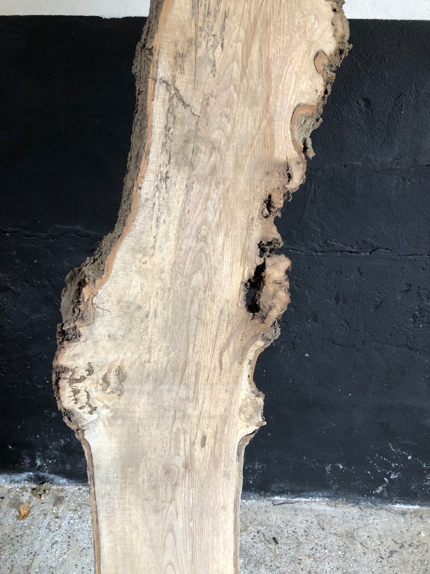 3.05m slim slab / board of spalted English Ash. Item A1.