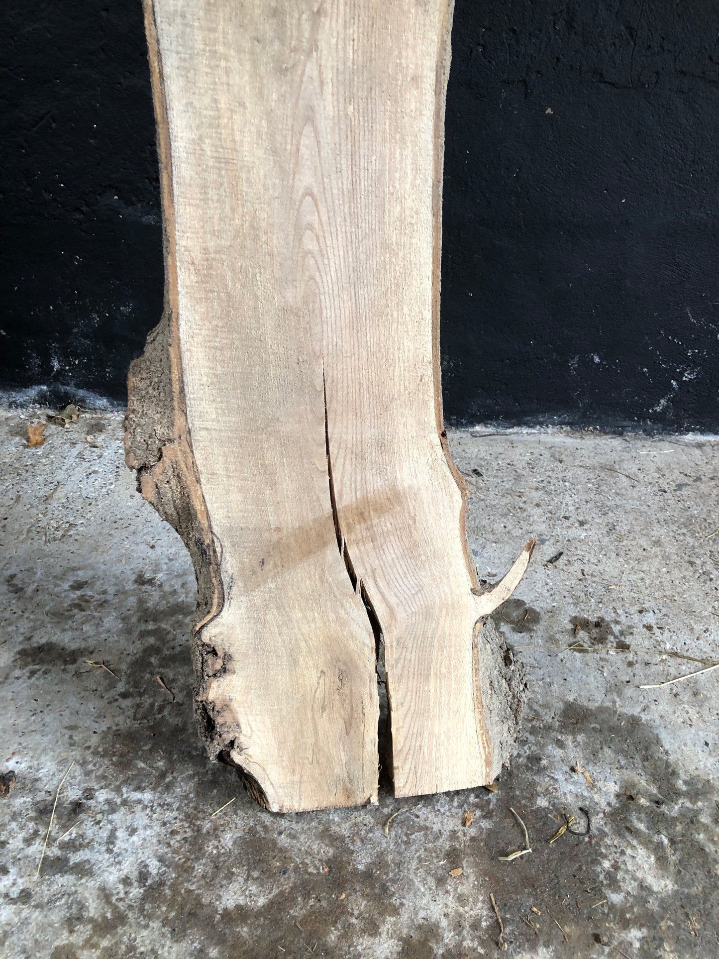 3.05m slim slab / board of spalted English Ash. Item A1.