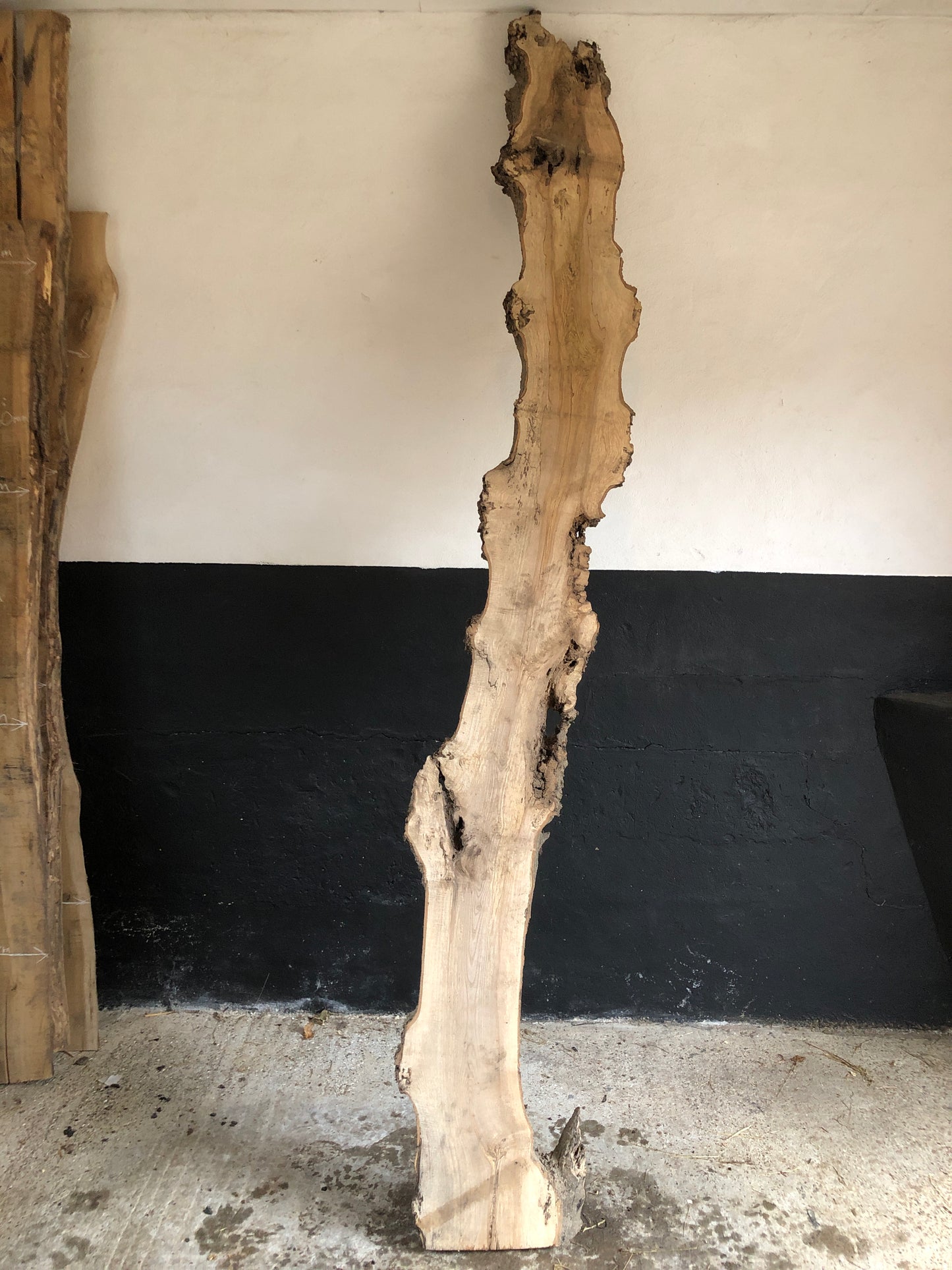 3m board / slim slab of spalted English Ash. Item A2.