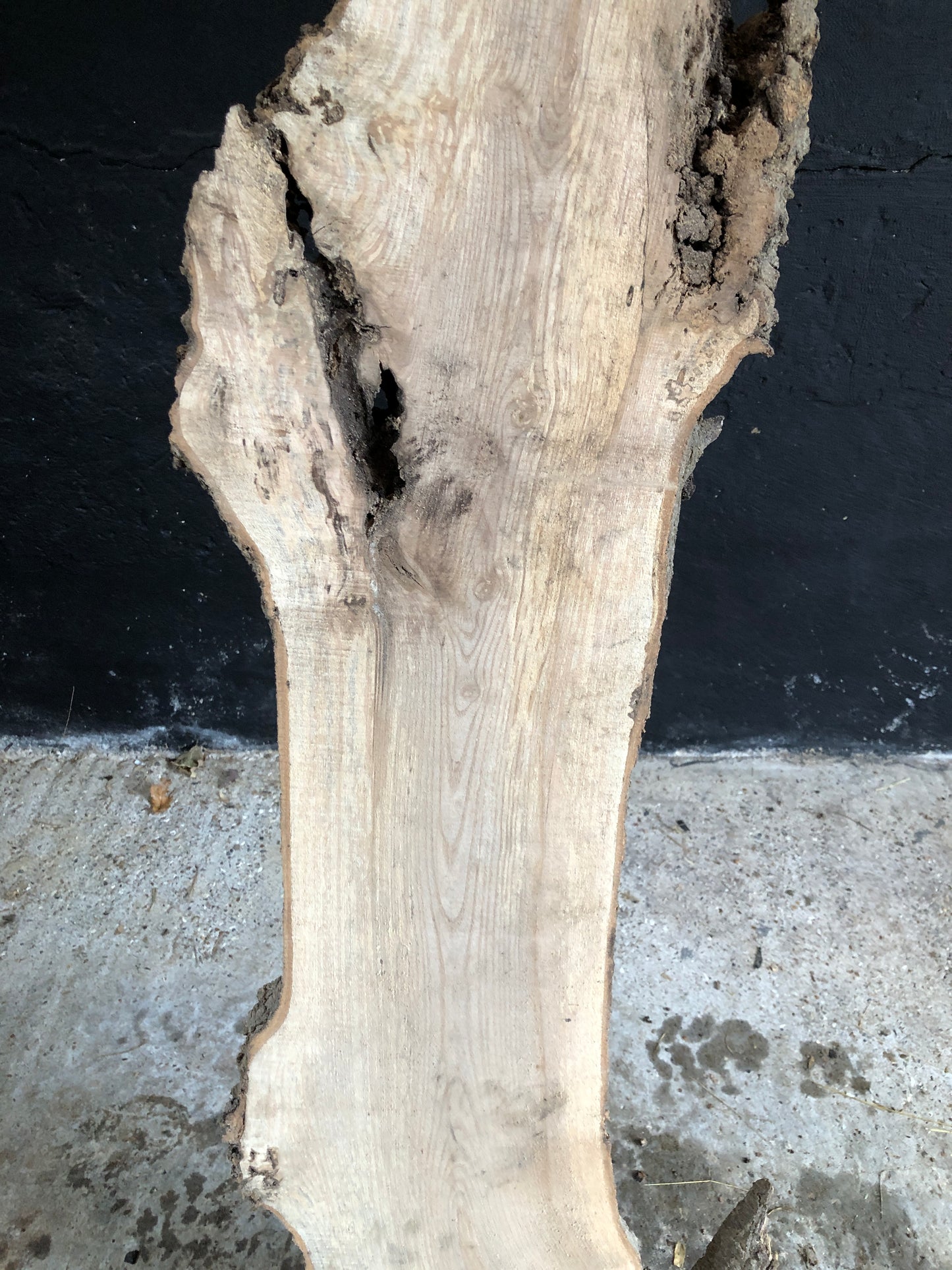 3m board / slim slab of spalted English Ash. Item A2.