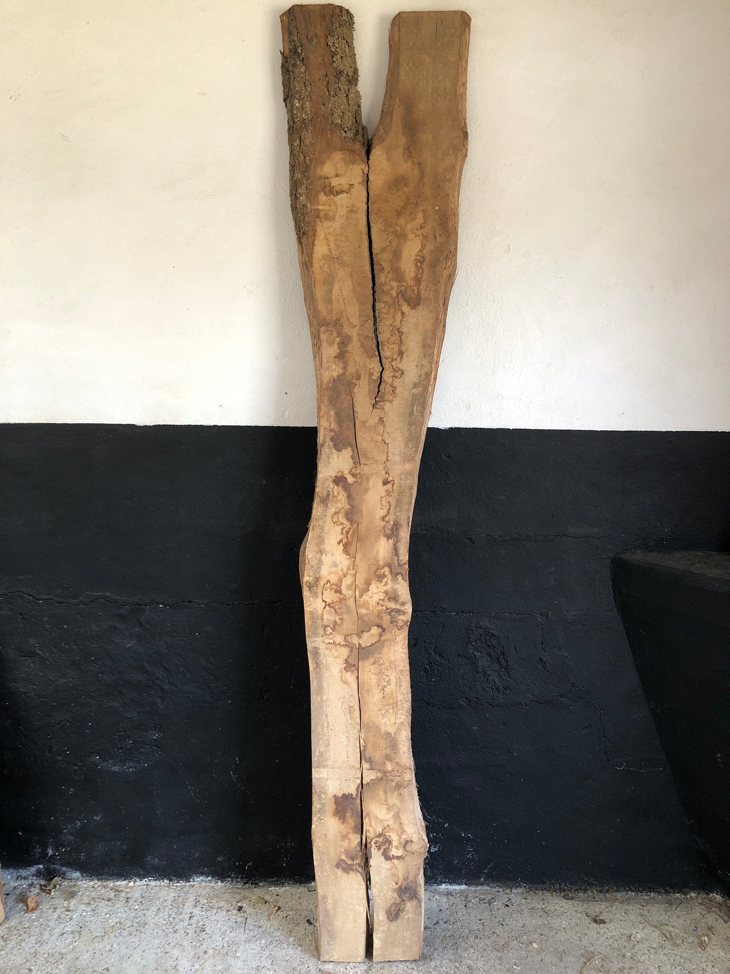2.52m English oak slab. Kiln dried. Item O15.