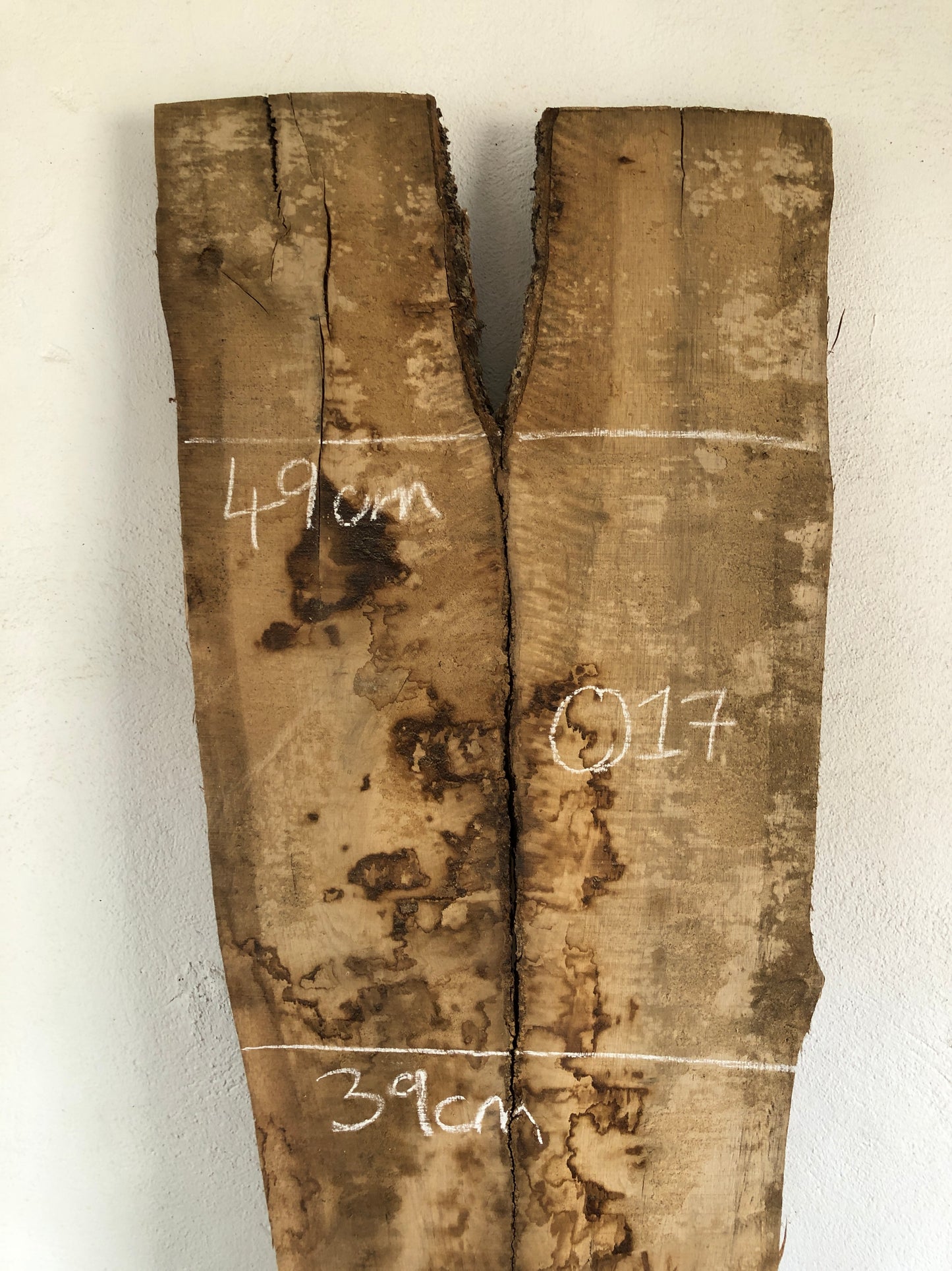 2.52m English oak slab. Kiln dried. Item O17.