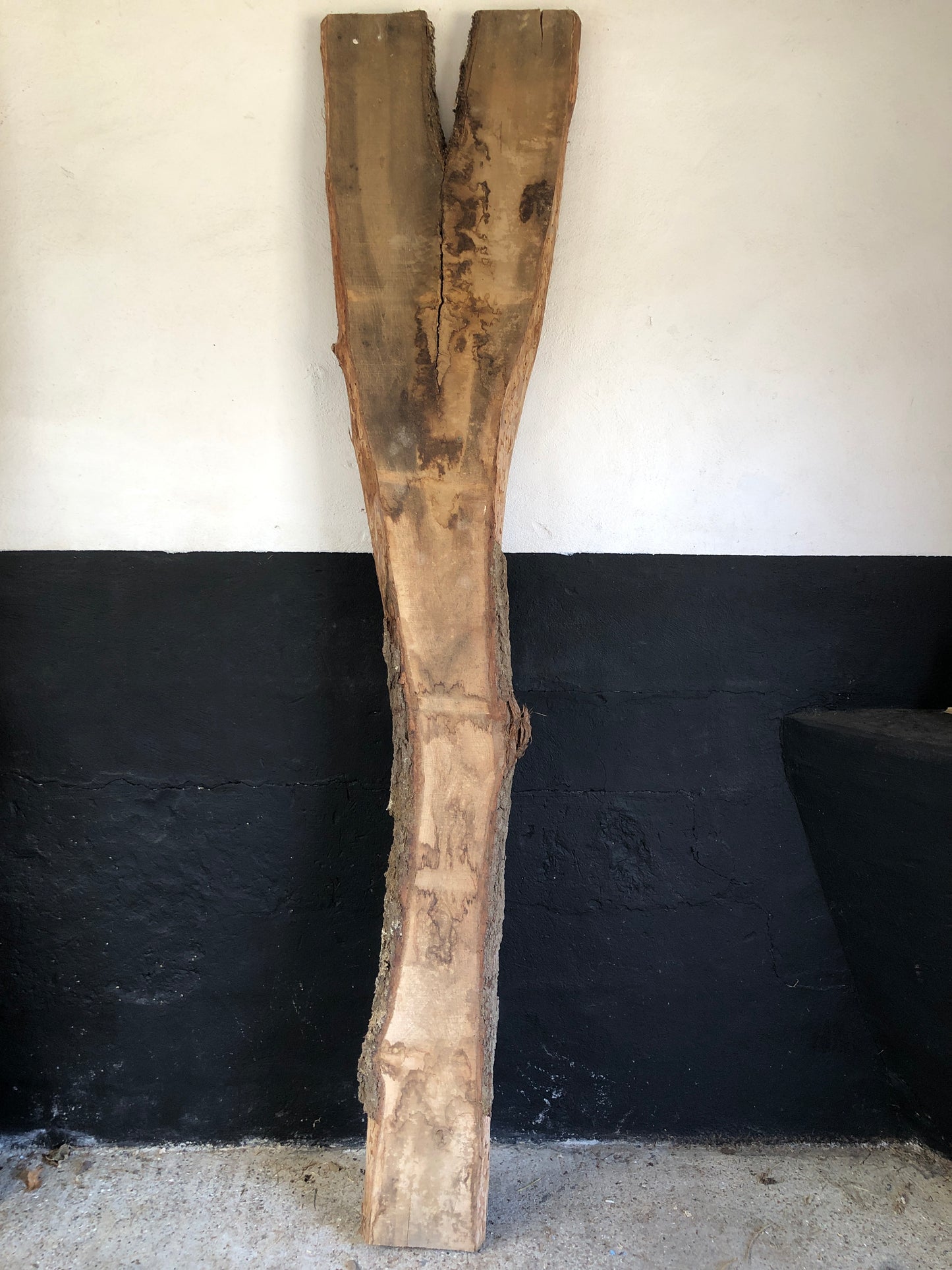 2.52m English oak slab. Kiln dried. Item O17.
