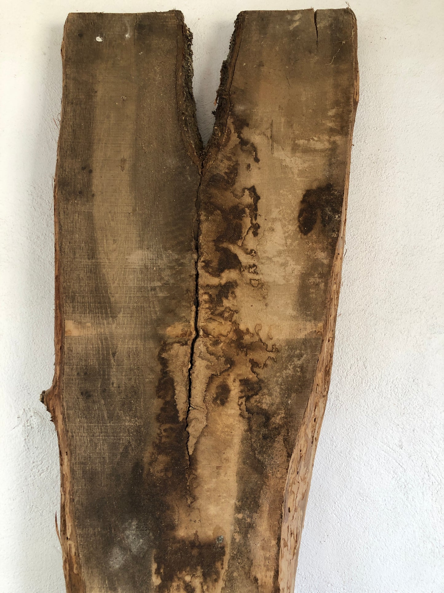 2.52m English oak slab. Kiln dried. Item O17.