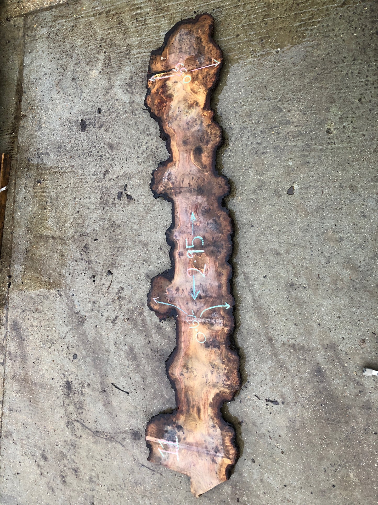 2.8m English Brown Oak Slab. Very heavy burr / pippy / cat's paw. Available March-April, 2024. Item #11