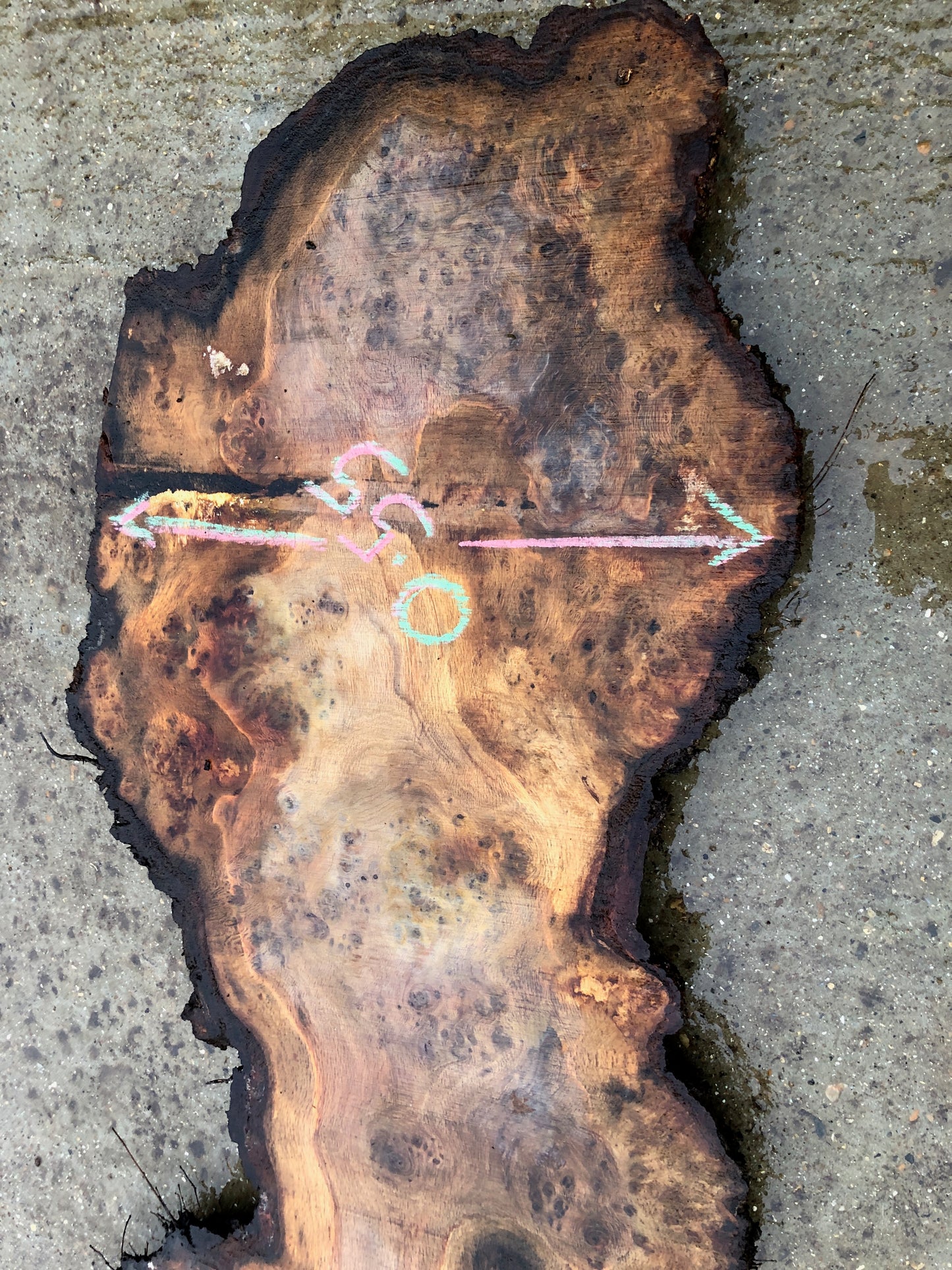 2.8m English Brown Oak Slab. Very heavy burr / pippy / cat's paw. Available March-April, 2024. Item #11