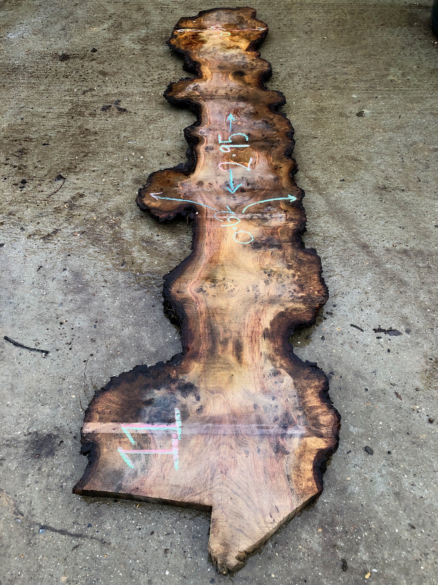 2.8m English Brown Oak Slab. Very heavy burr / pippy / cat's paw. Available March-April, 2024. Item #11