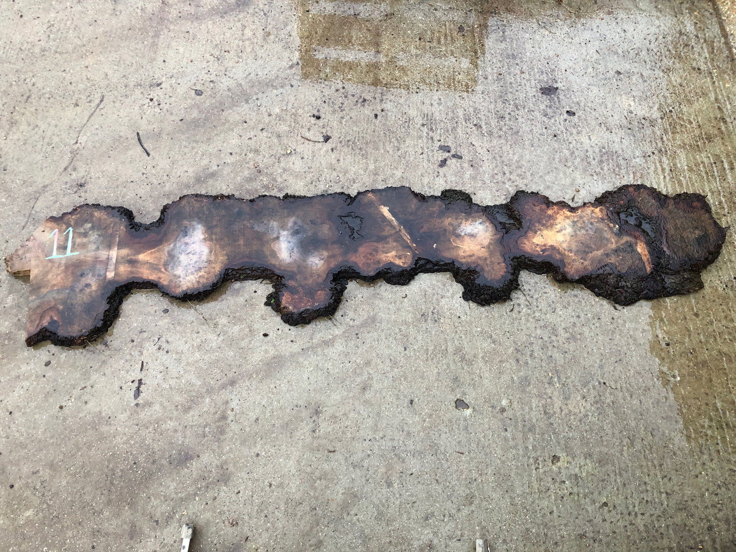 2.8m English Brown Oak Slab. Very heavy burr / pippy / cat's paw. Available March-April, 2024. Item #11