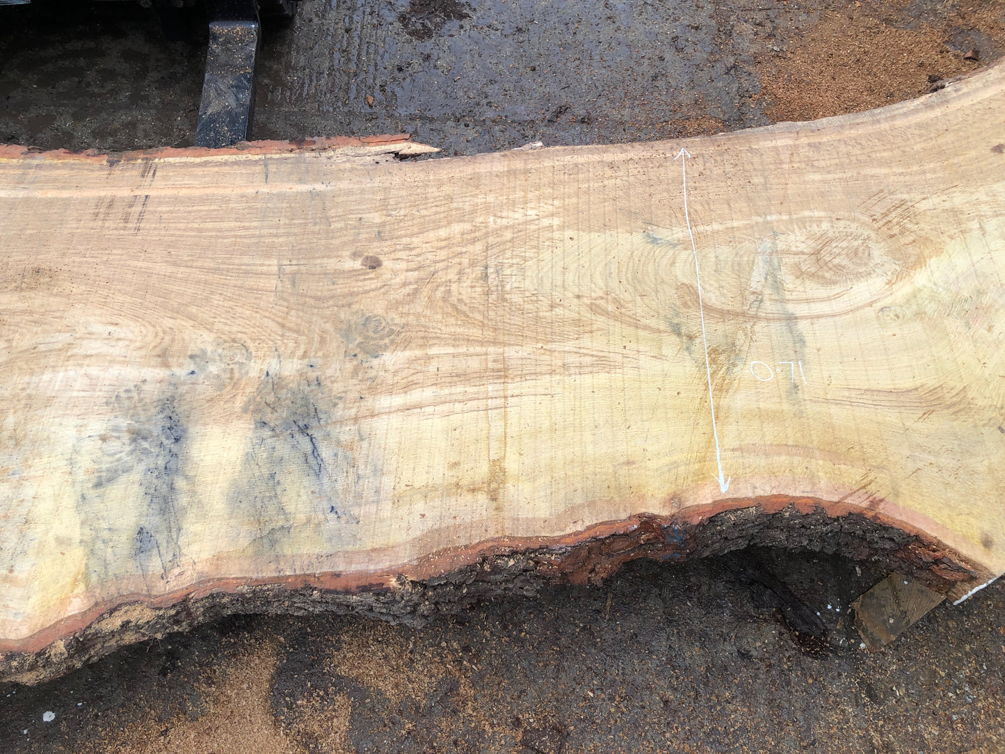 4.9m English Brown Oak Slab. Available March-April, 2024. Item #15.