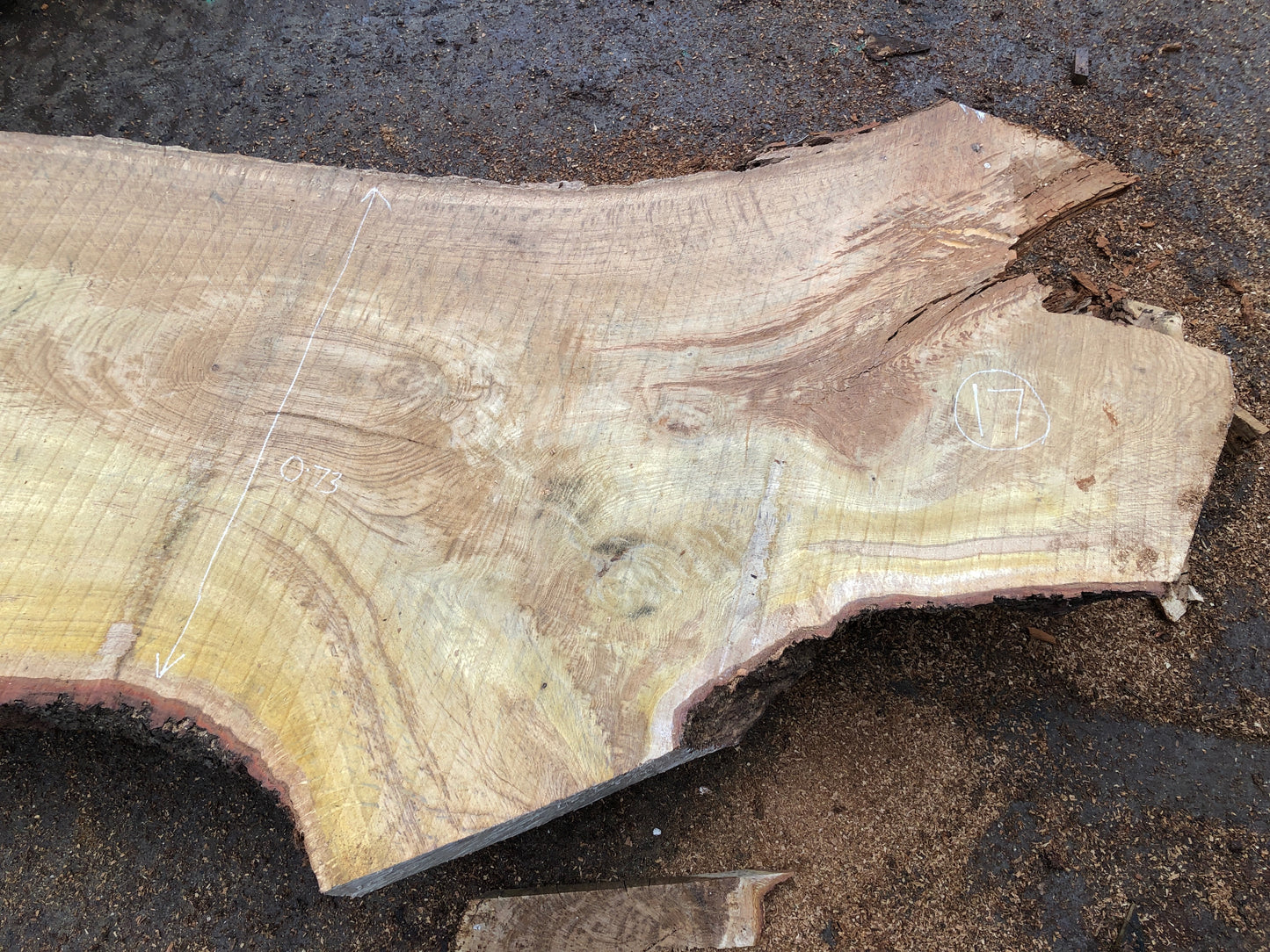 4.87m English Brown Oak Slab. Available March-April, 2024. Item #17.